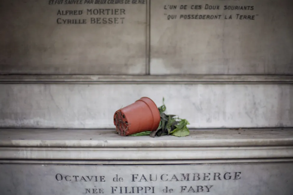 Montmartre Cimetiere plant